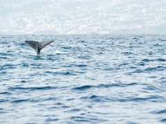 Sperm whale in Madeira