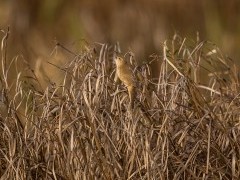 Savi's warbler in Portugal.