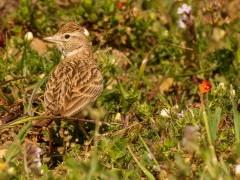 Short-toed lark in Portugal.