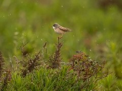 Spectacled warbler in Portugal.
