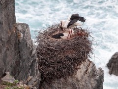 White storks in Portugal.