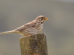 Woodchat shrike in Portugal.