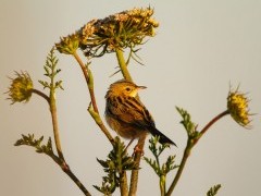 Zitting cisticola in Portugal.
