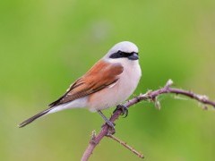 Red-backed shrike