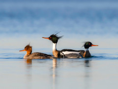 Red-breasted merganser in Scotland
