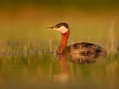 Red-necked grebe
