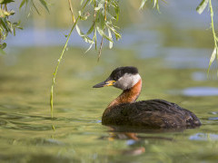 Red-necked grebe