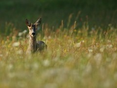 Roe deer
