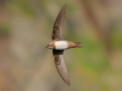 Alpine swift in Romania