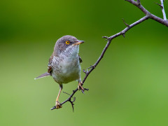 Barred warbler in Romania