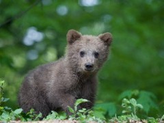Bear cub in the Carpathian Mountains