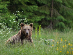 Brown bear in Romania
