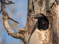 Black woodpecker in Romania
