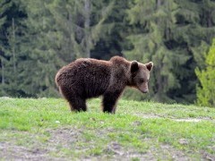 Brown bear in Carpathian Mountains, Romania