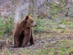 Brown bear in the Carpathian Mountains