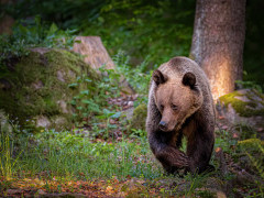 Brown bear in Romania