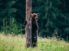 Brown bear in the Carpathian Mountains