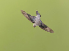 Crag martin in Romania