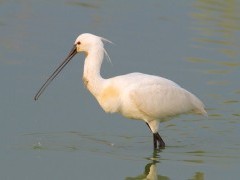 Eurasian spoonbill on the Danube Delta, Romania