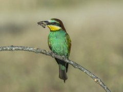 European bee-eater near the Danube Delta, Romania