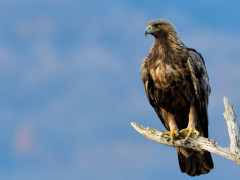 Golden eagle in Romania