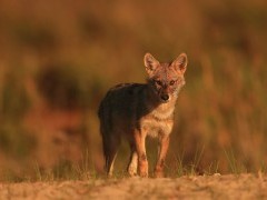 Golden jackal pup in Romania.
