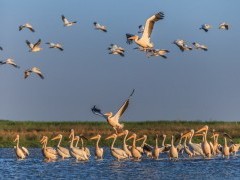 Great white pelicans on the Danube Delta, Romania