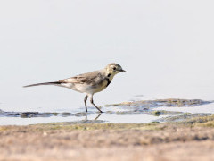 Grey wagtail in Romania