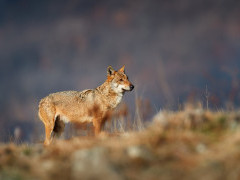 Grey wolf in Romania