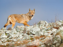 Grey wolf in Romania