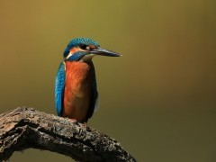 Kingfisher in the Danube Delta, Romania.