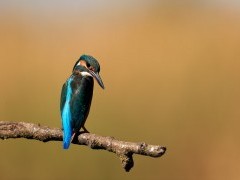 Kingfisher in the Danube Delta, Romania.