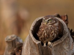 Little owl in the Danube Delta, Romania.