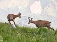 Chamois in Romania