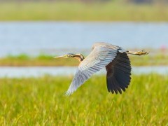 Purple heron in Romania