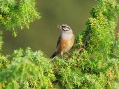 Rock bunting in Romania