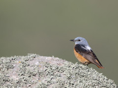 Rock thrush in Romania