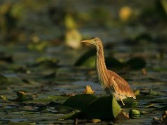 Squacco heron in the Danube Delta, Romania.