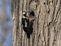 Syrian woodpecker in Romania
