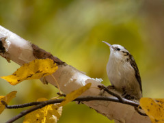 Treecreeper in Romania