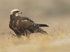 Harrier in the Danube Delta, Romania.