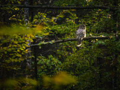 Ural owl in Romania