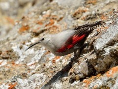 Wallcreeper in Romania