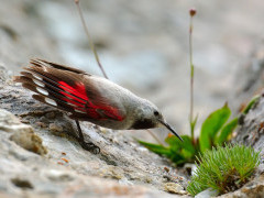 Wallcreeper in Romania