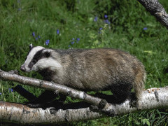 Badger in Scotland.