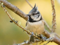 Crested tit in Aigas, Scotland.
