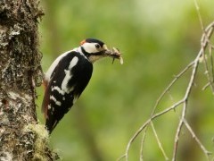 Great-spotted woodpecker in Aigas, Scotland.