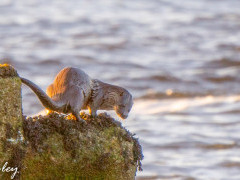 Otter in Scotland.