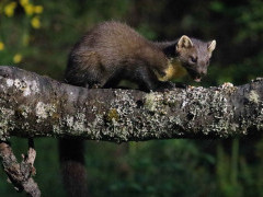 Pine marten in Scotland.