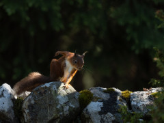 Red squirrel in Scotland.